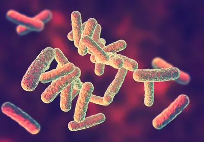 Orange rod-shaped bacteria over a red and purple background.